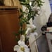 Sally holmes climbing rose