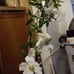 Sally holmes climbing rose