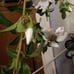 Sally holmes climbing rose
