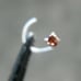 2.0mm 100% REAL NATURAL RED DIAMOND NOSE SCREW, w/CERTIFICATE OF AUTHENTICITY
