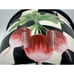 Stephanie Stouffer Certified International Ceramic Radish Painted Serving Bowl