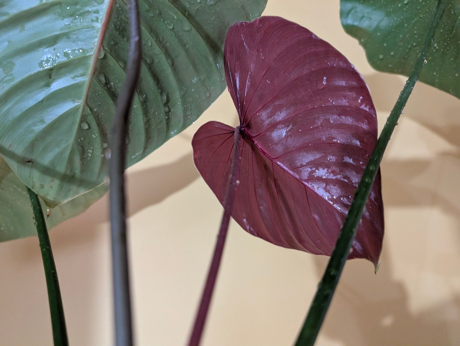 Philodendron Lynamii