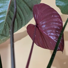 Philodendron Lynamii