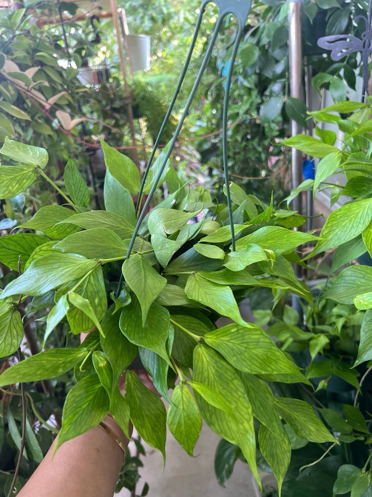 HOYA POLYNEURA SPLASH AKA HOYA FISH TAIL IN 6” POT HANGING!