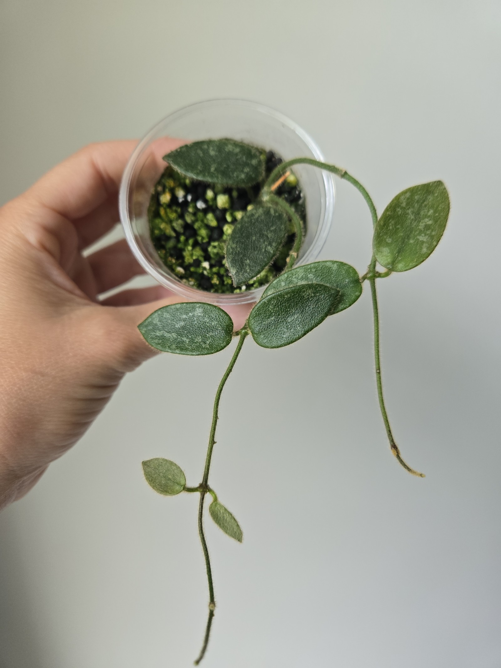 Hoya Thomsonii Splash