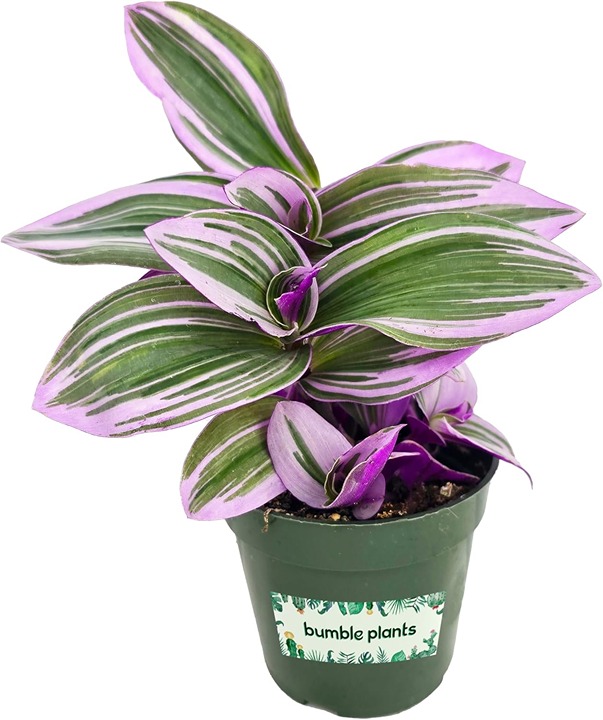 Fully Rooted Rare Houseplant for Home Office Wedding Decorations