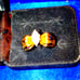 Beautiful vintage sterling silver gold-plated ring