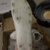 lacrosse cleats