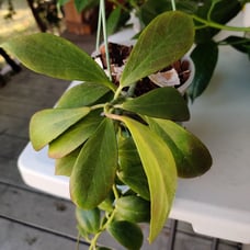 SPENDING Mama hoya Obscura with purdencle, Hoya Sunrise, Australia