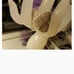 (NWT) Solid 925 Silver Filled White Sapp