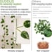 33ft100 LED Pothos String Lights with Remote