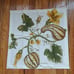 Williams Sonoma 4 pc set Botanical Pumpkin and Gourd Print Napkins White Green