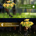 Solar Lights Outdoor Decorative, Solar Garden Lights with Carnation Flowers