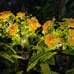Solar Lights Outdoor Decorative, Solar Garden Lights with Carnation Flowers