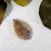 Mexican Crazy Lace Agate Designer Cut Cabochon S063