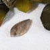 Mexican Crazy Lace Agate Designer Cut Cabochon S063