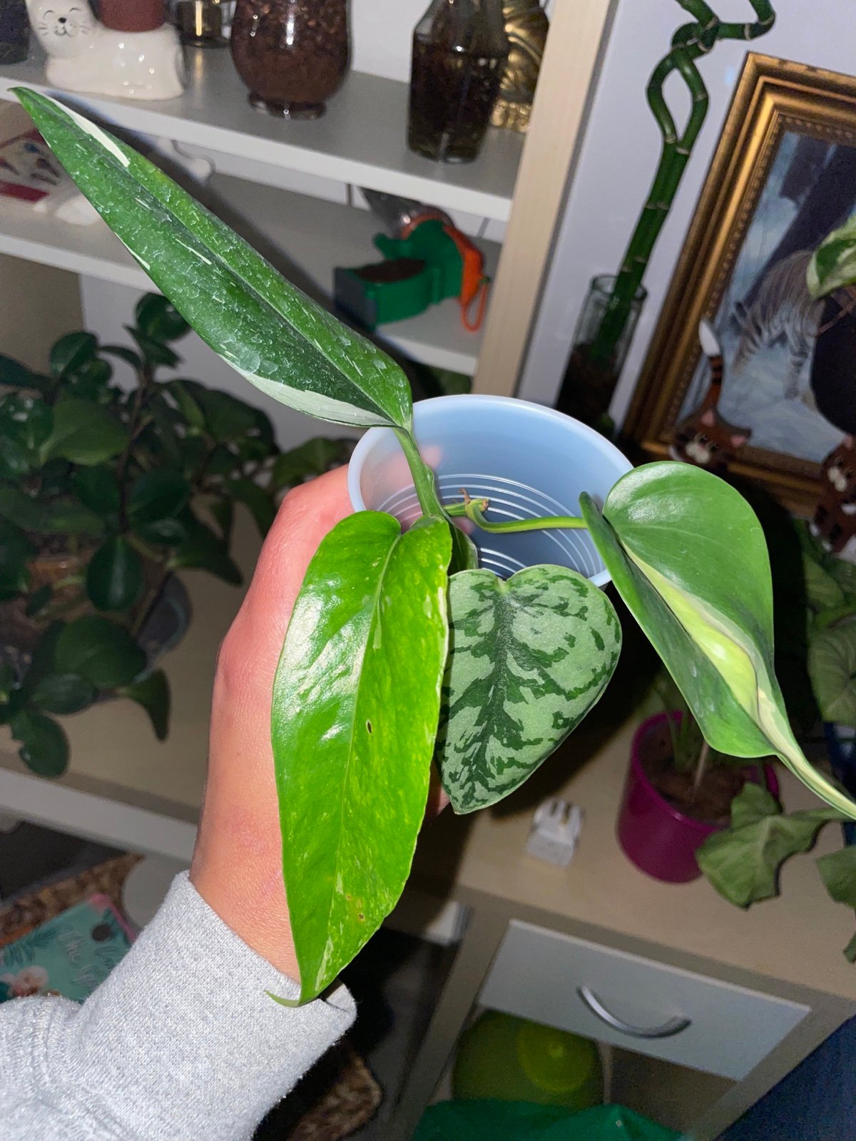 Uncommon aroid cuttings