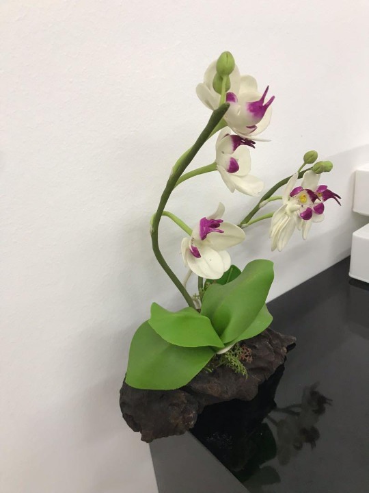 Orchid display