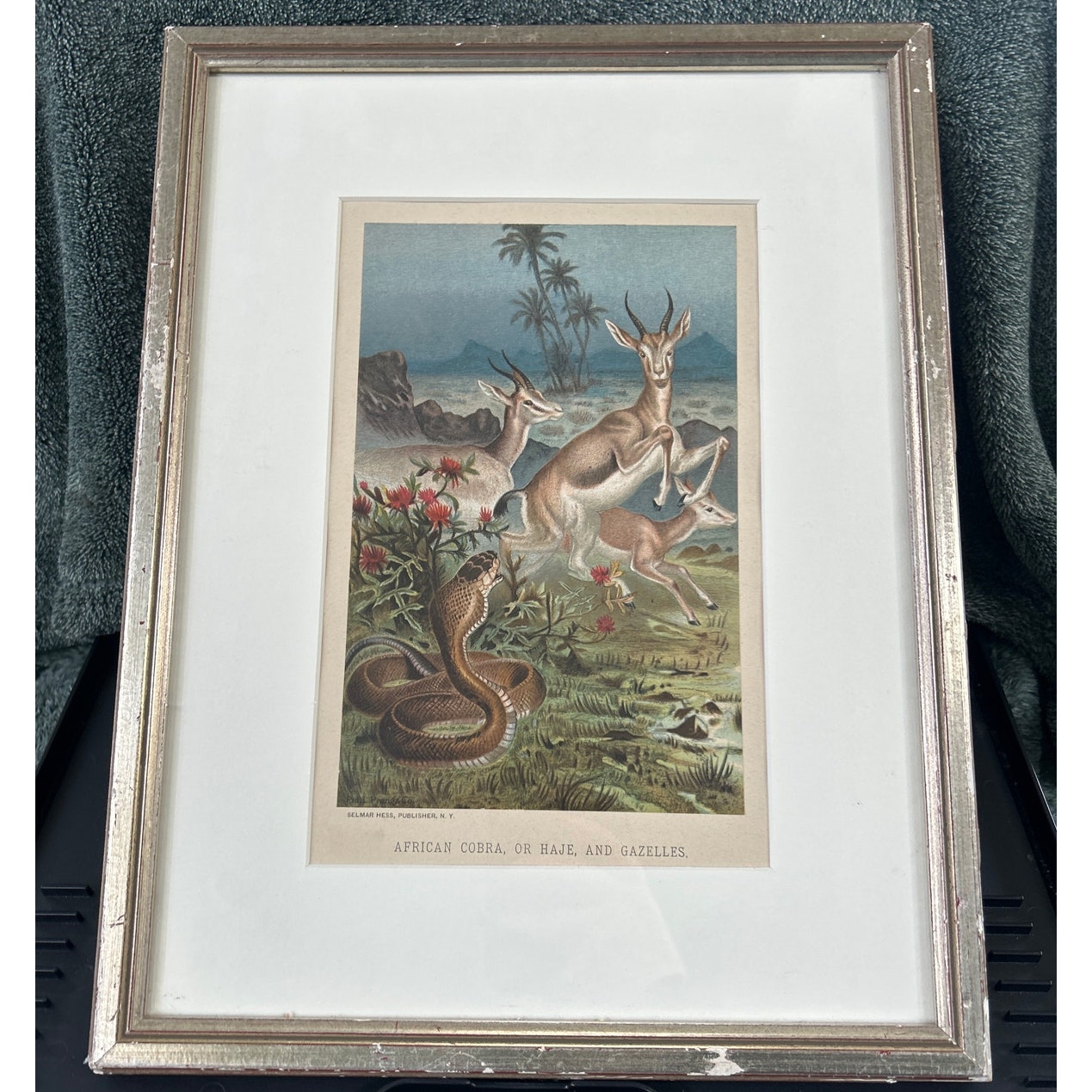 c1886 Original Cobra Antelope Chromolithograph Print
