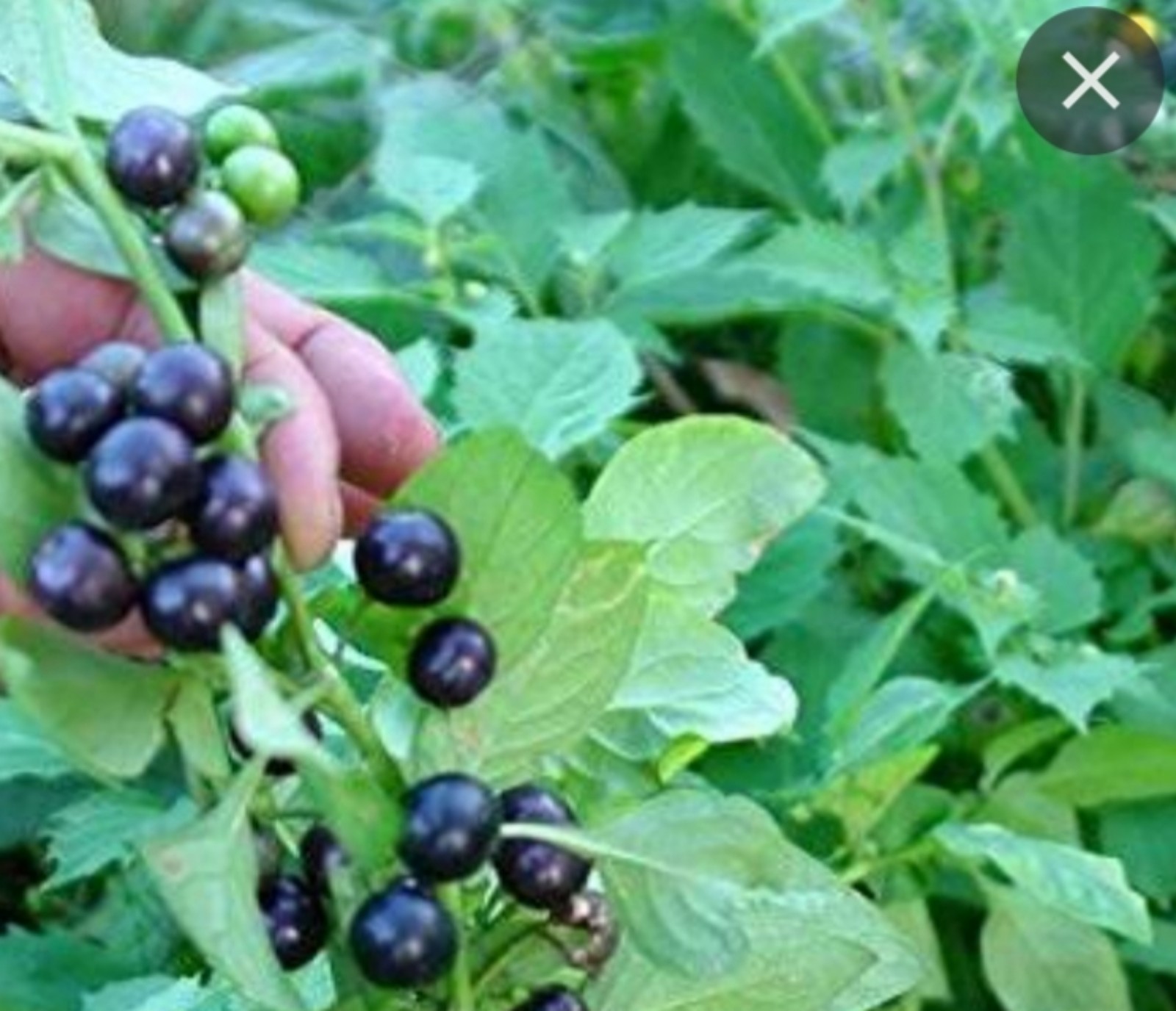 (1) Black Velvet Huckleberry Bush •》 16 -22 Tall •》 Live Plant•》 Free Shipping