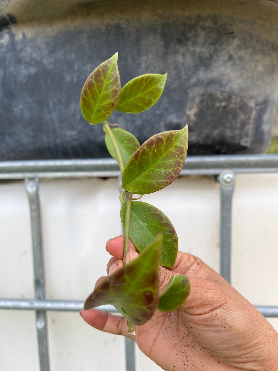 Rare Hoya Rebecca 3 nodes rooted