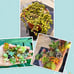 Succulent bundle