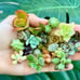 Succulent bundle