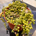 Succulent bundle