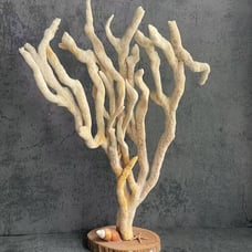 Natural Finger Sponge Home Decor 18 Beach Coastal Art Home Decor w/Wooden base