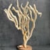 Natural Finger Sponge Home Decor 18 Beach Coastal Art Home Decor w/Wooden base