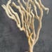 Natural Finger Sponge Home Decor 18 Beach Coastal Art Home Decor w/Wooden base