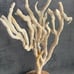 Natural Finger Sponge Home Decor 18 Beach Coastal Art Home Decor w/Wooden base