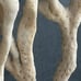 Natural Finger Sponge Home Decor 18 Beach Coastal Art Home Decor w/Wooden base