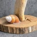Natural Finger Sponge Home Decor 18 Beach Coastal Art Home Decor w/Wooden base