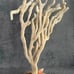 Natural Finger Sponge Home Decor 18 Beach Coastal Art Home Decor w/Wooden base