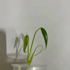 BMF Monstera Burle Marx Flame