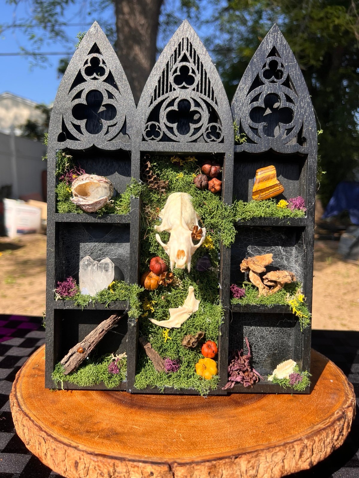 Mink skull oddity shelf curio