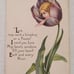 Stecher Woman Tulip Postcard Antique