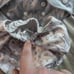Cloth diapers