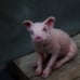 Needle Felted Animal. Felted PIG . Sitting pig sculpture.