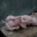 Needle Felted Animal. Felted PIG . Sitting pig sculpture.