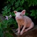 Needle Felted Animal. Felted PIG . Sitting pig sculpture.