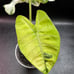 Alocasia frydek variegated corming size plant