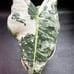 Alocasia frydek variegated corming size plant