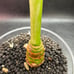 Alocasia frydek variegated corming size plant