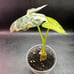 Alocasia frydek variegated corming size plant