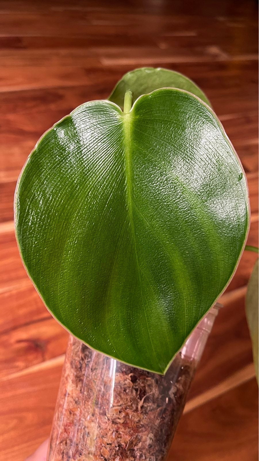 Philodendron Rugosum