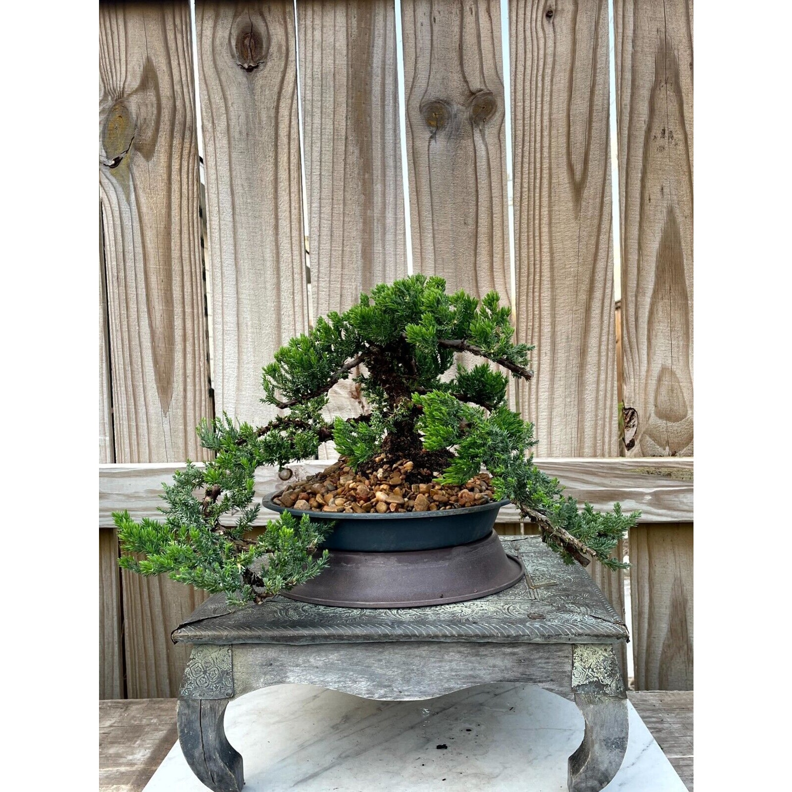 AWESOME! Fantastic Procumbens Nana Juniper Pre-Bonsai, 16 Years, Strong Trunk