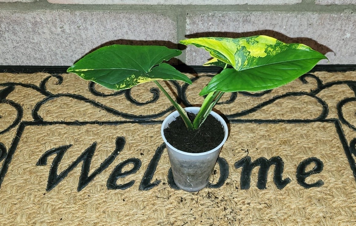Syngonium Aurea indoor house plant