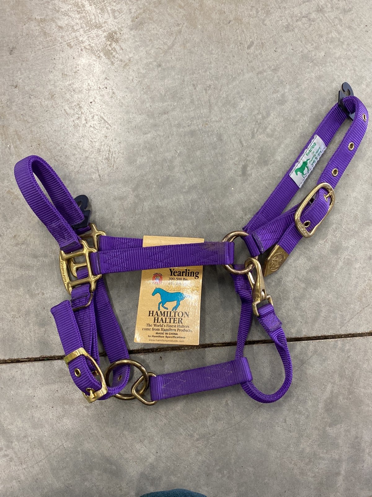 horse halter yearling